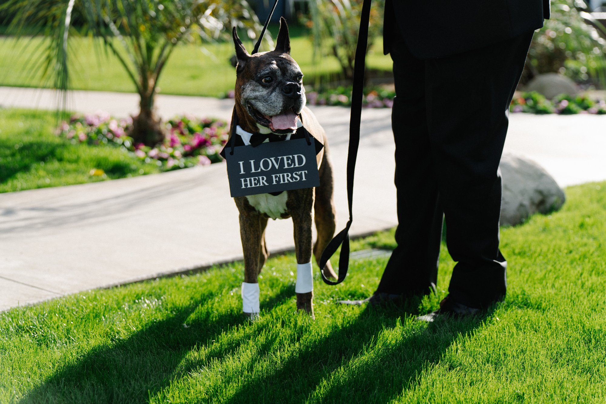 Wedding day with dog at a Coachella Valley wedding. Manuel & Alma photography